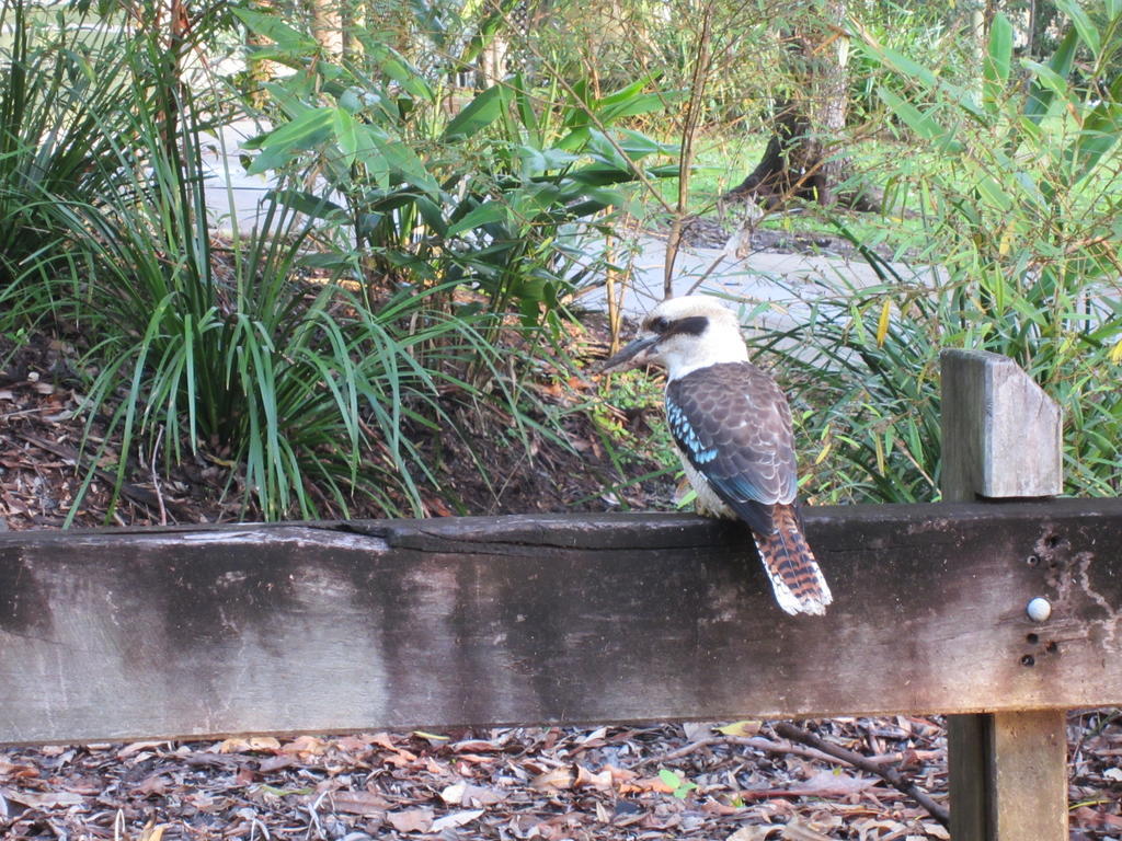 Eden Lodge Nambour Luaran gambar